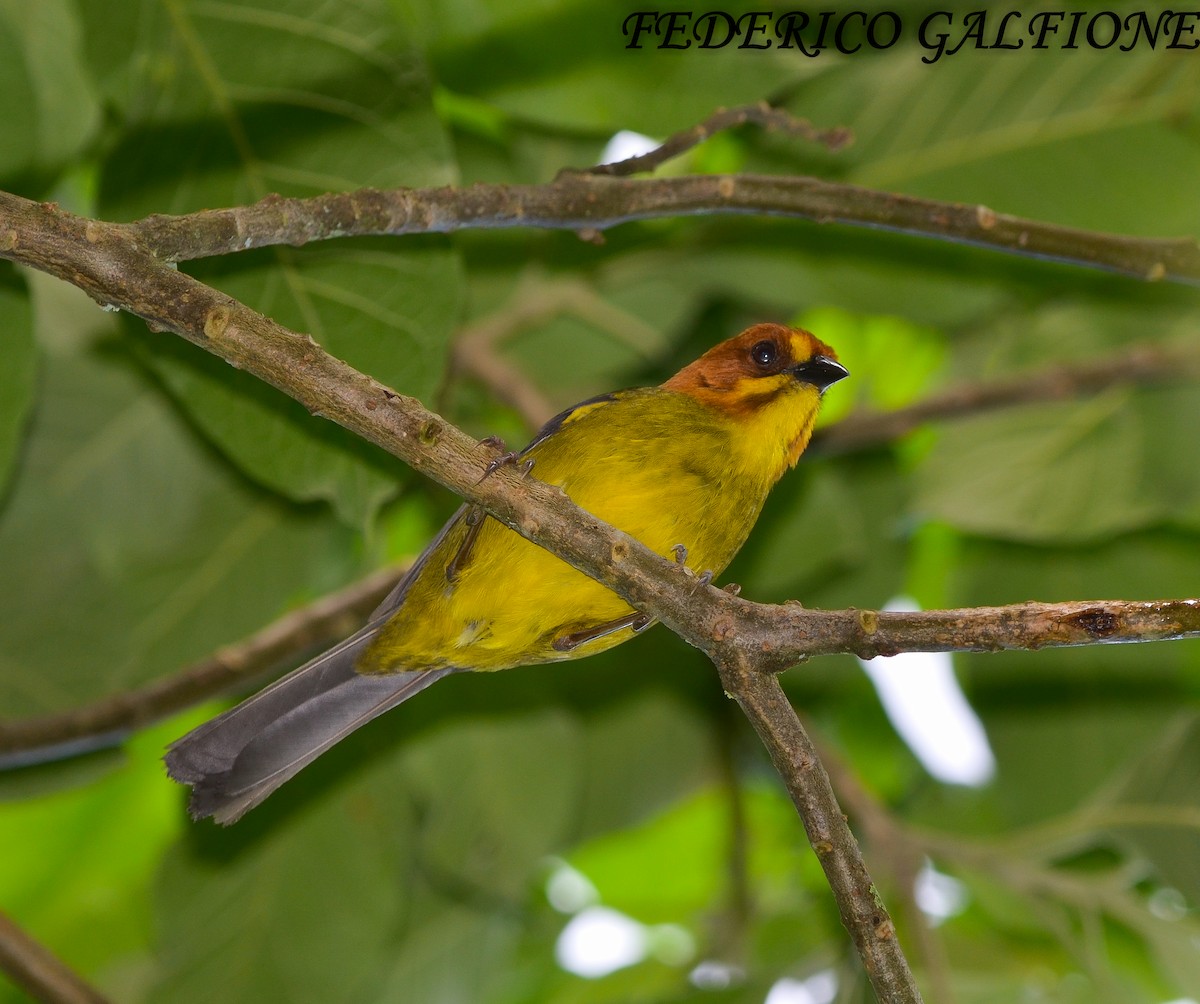 Fulvous-headed Brushfinch - ML643843835