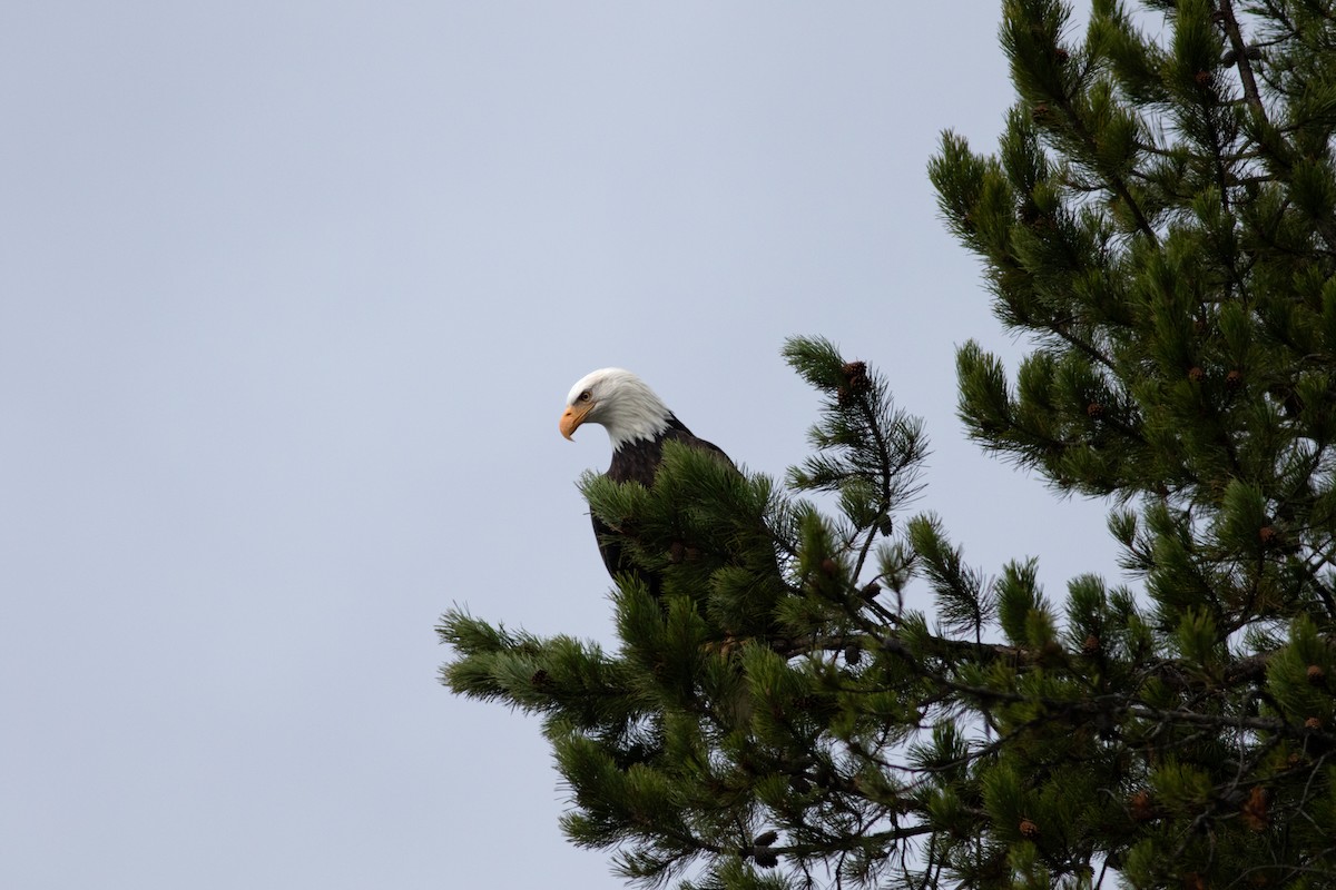 Bald Eagle - ML643843838
