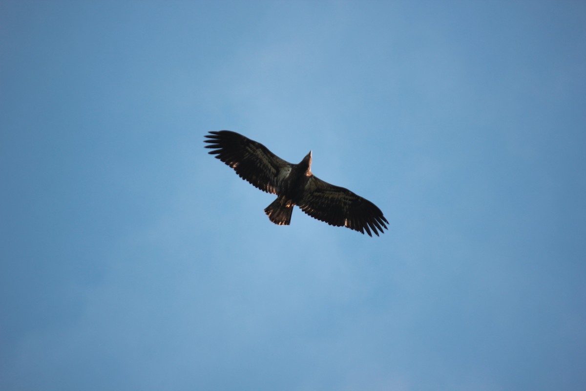 Bald Eagle - ML643843845