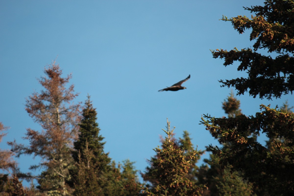 Bald Eagle - ML643843846