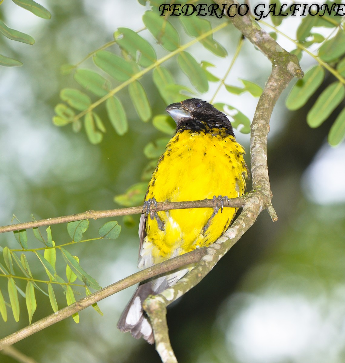 Black-backed Grosbeak - ML643843848