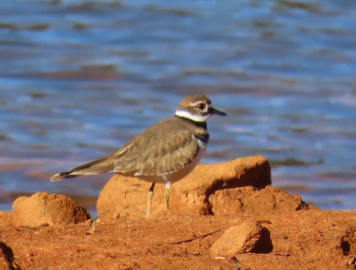 Killdeer - ML643843925