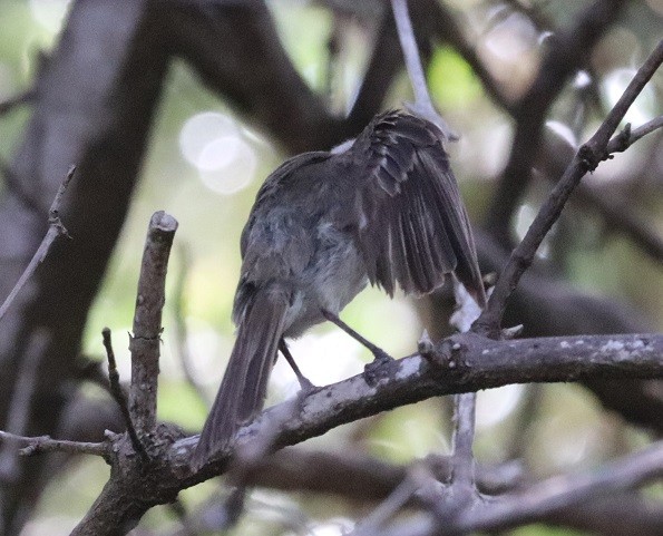 Weißkinn-Olivtyrann - ML643843938