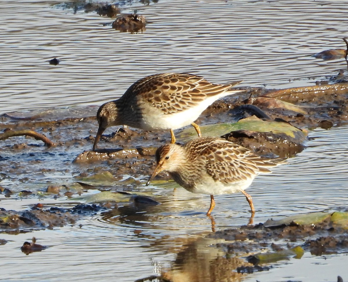 Graubrust-Strandläufer - ML643843948