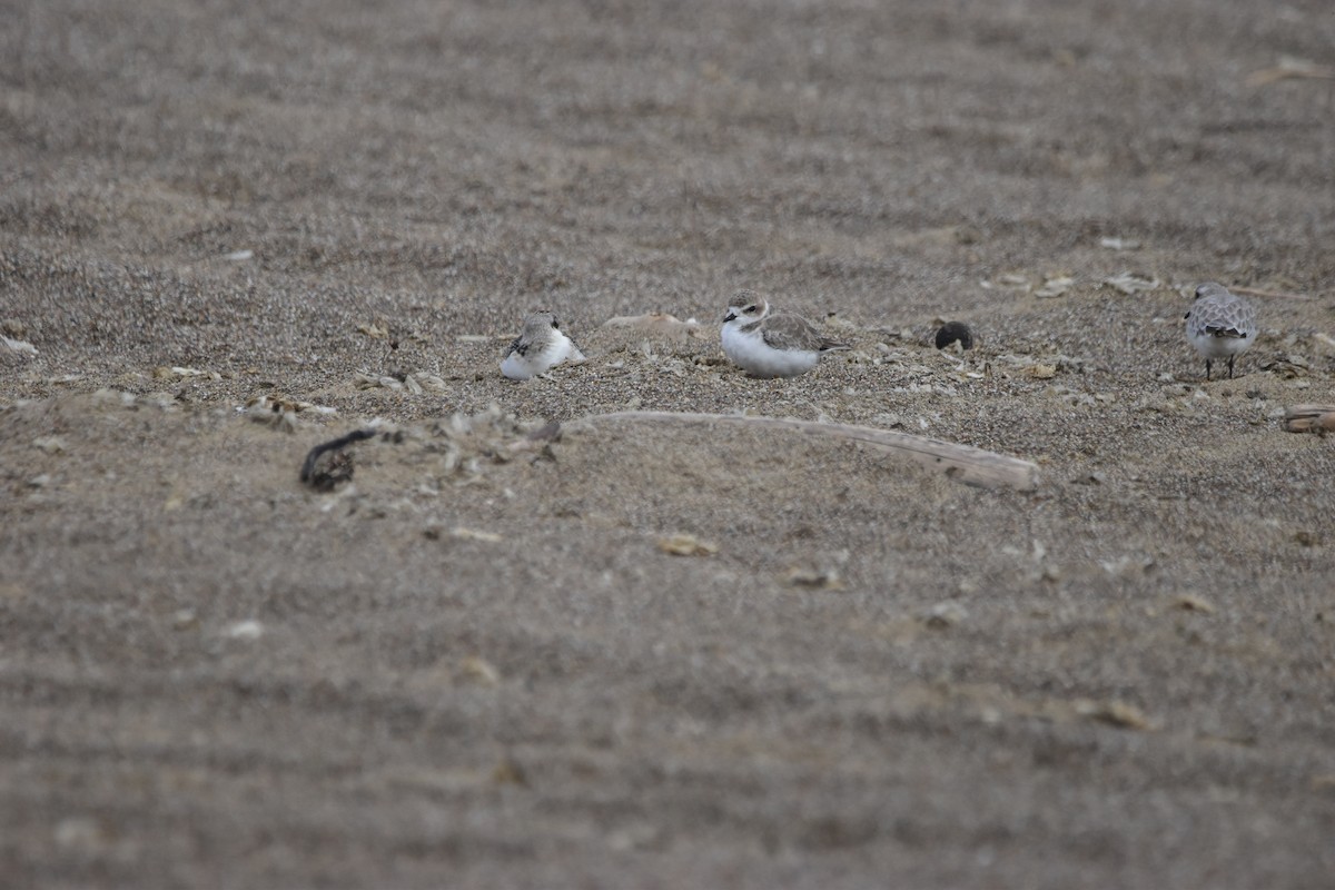 Snowy Plover - ML643843968