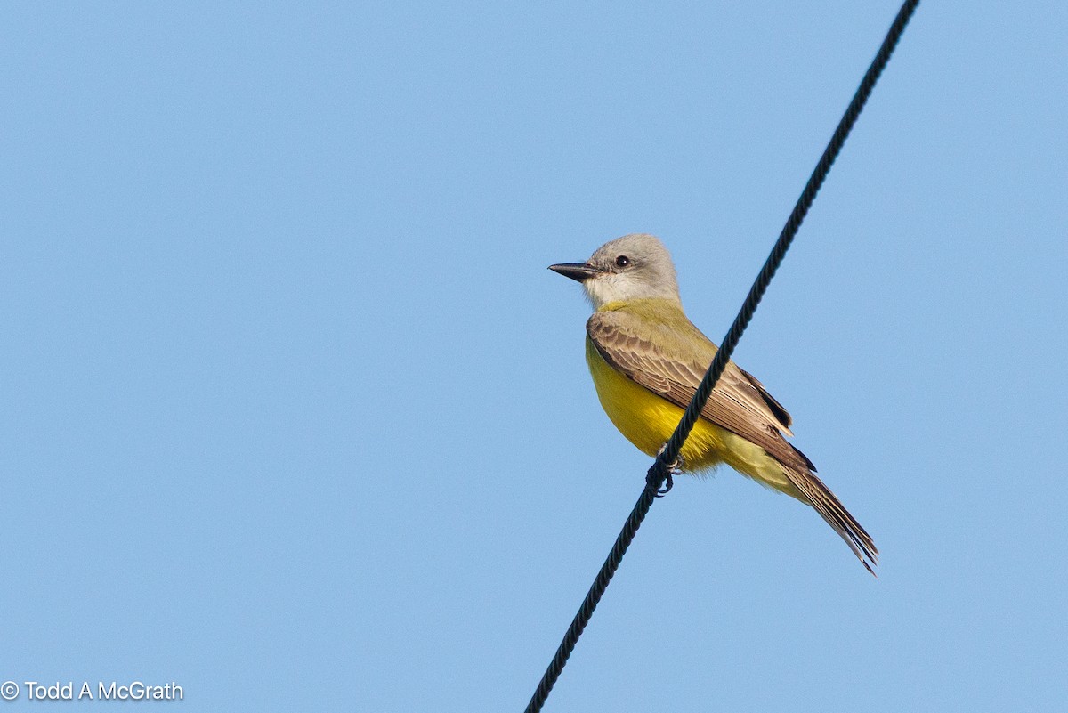 Couch's Kingbird - ML643843974