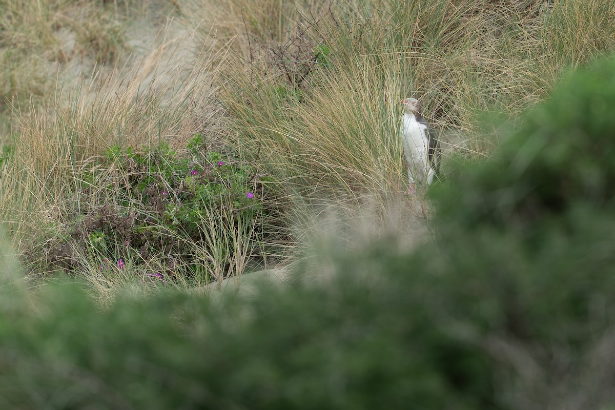 Yellow-eyed Penguin - ML643843998
