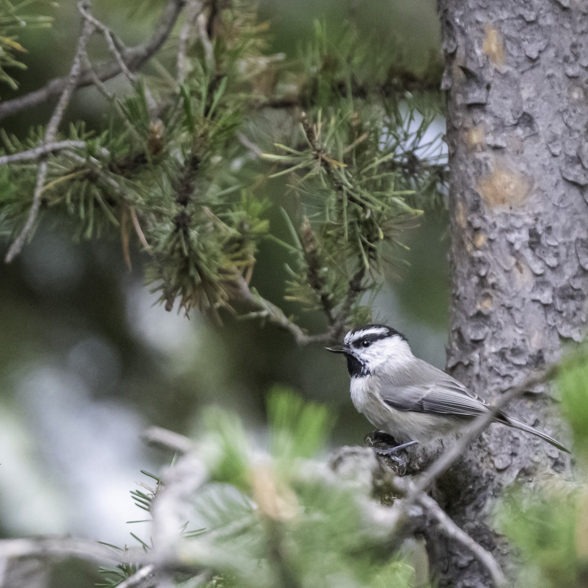 Mountain Chickadee - ML643844000