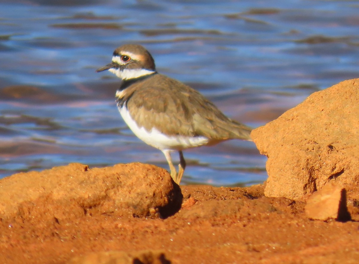 Killdeer - ML643844001