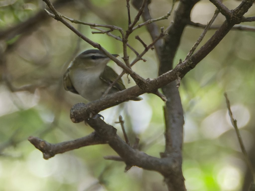 Rotaugenvireo - ML643844006
