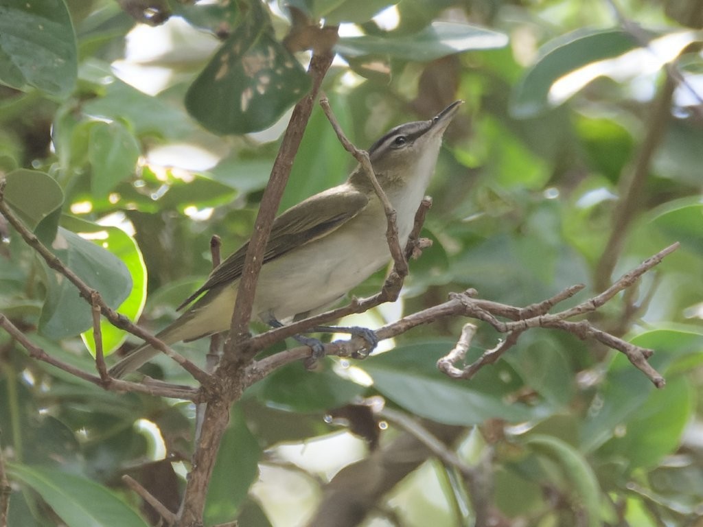 Rotaugenvireo - ML643844007