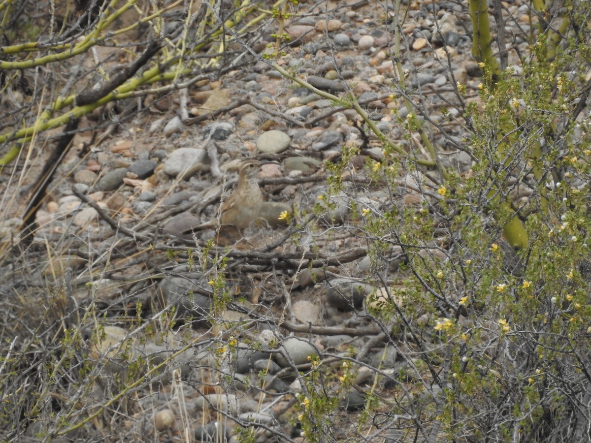 Scale-throated Earthcreeper - ML643844008