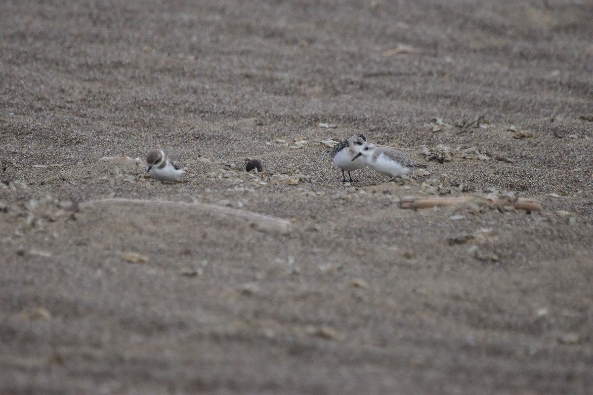 Snowy Plover - ML643844014