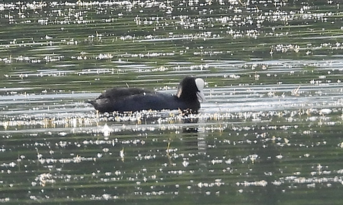 Eurasian Coot - ML643844016