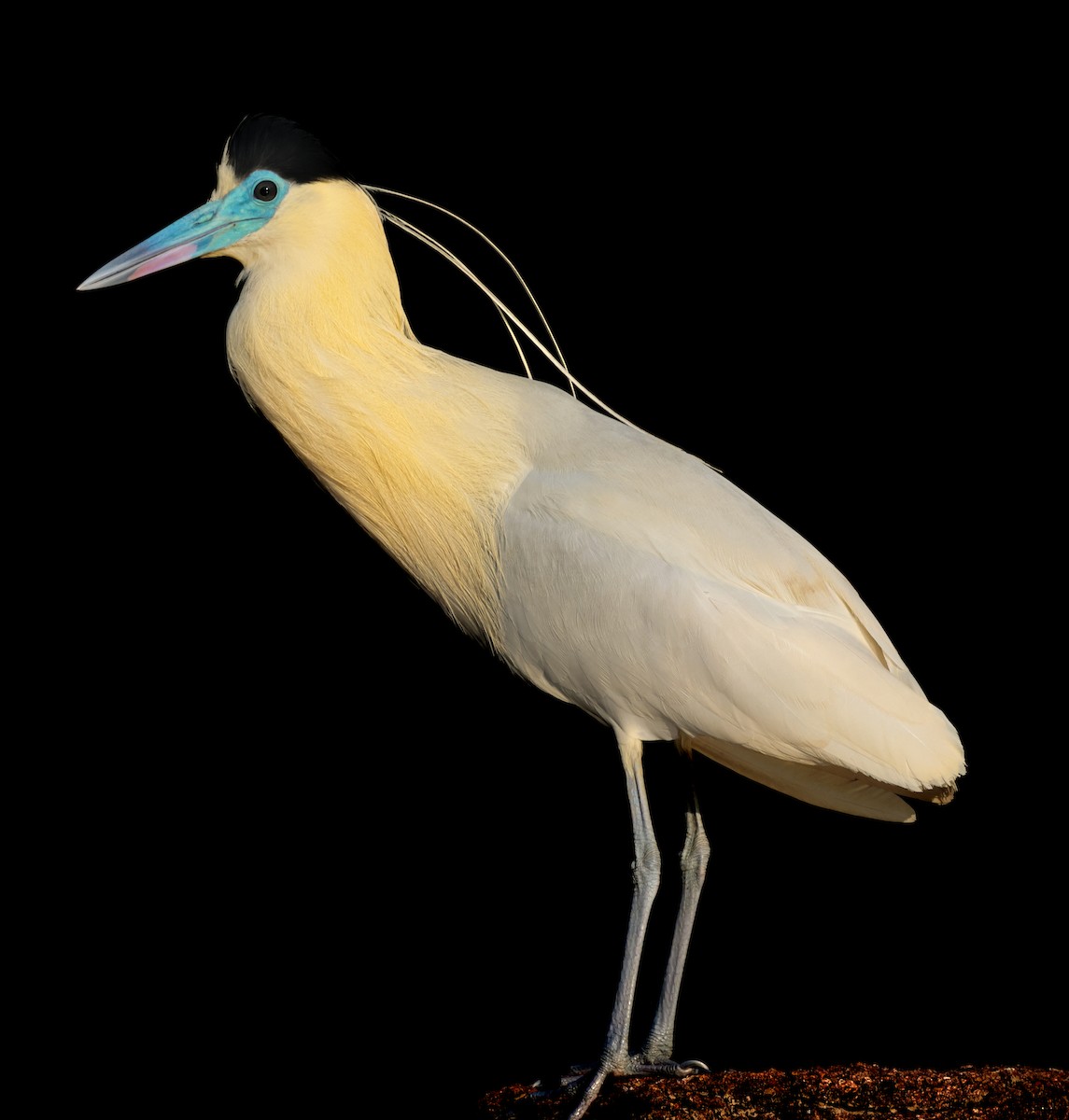 Capped Heron - ML643844018