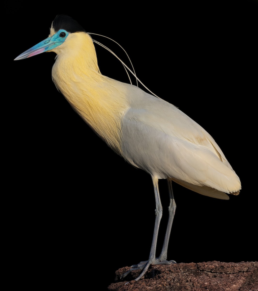 Capped Heron - ML643844020
