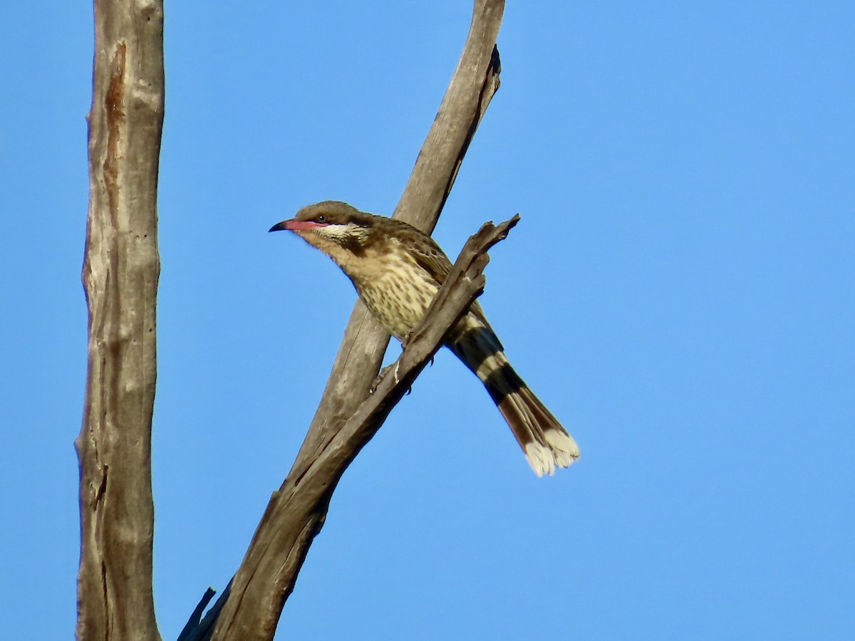 Spiny-cheeked Honeyeater - ML643844023