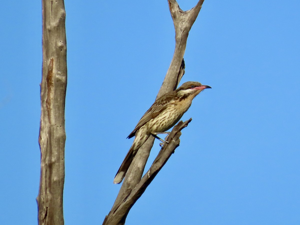 Spiny-cheeked Honeyeater - ML643844024