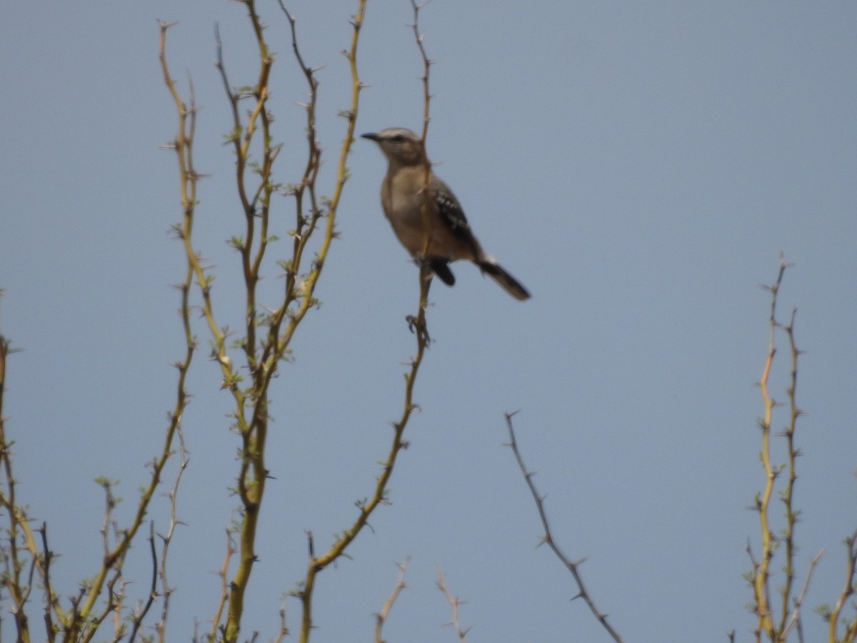 Patagonya Taklitçisi - ML643844045