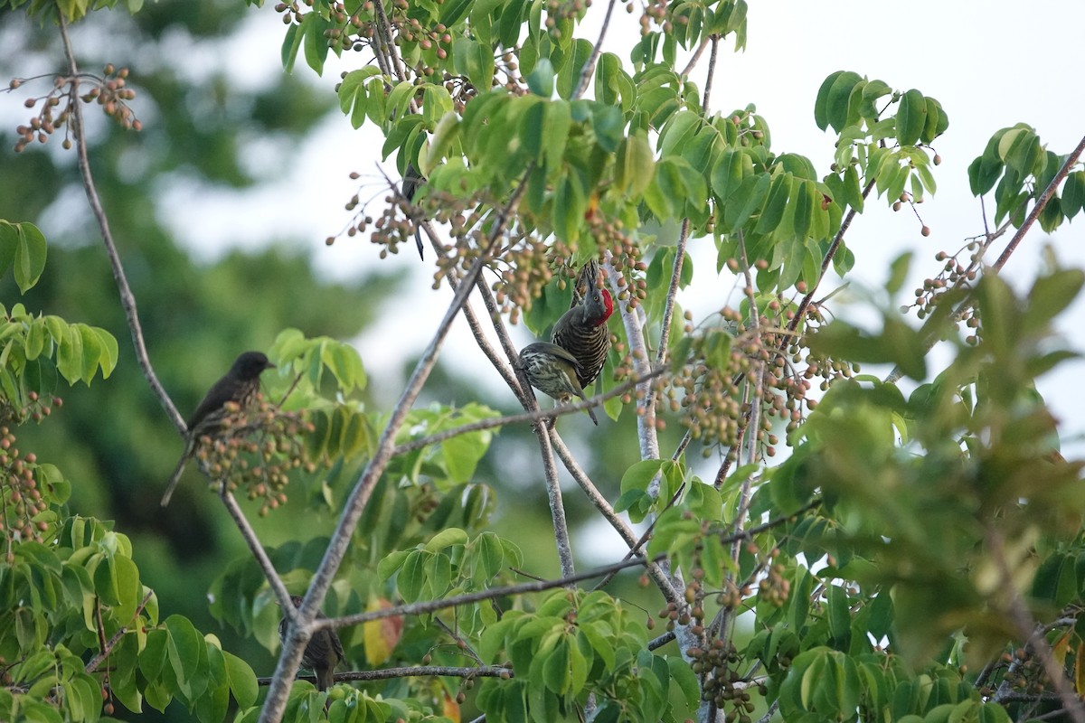 Hispaniolan Woodpecker - ML643844059
