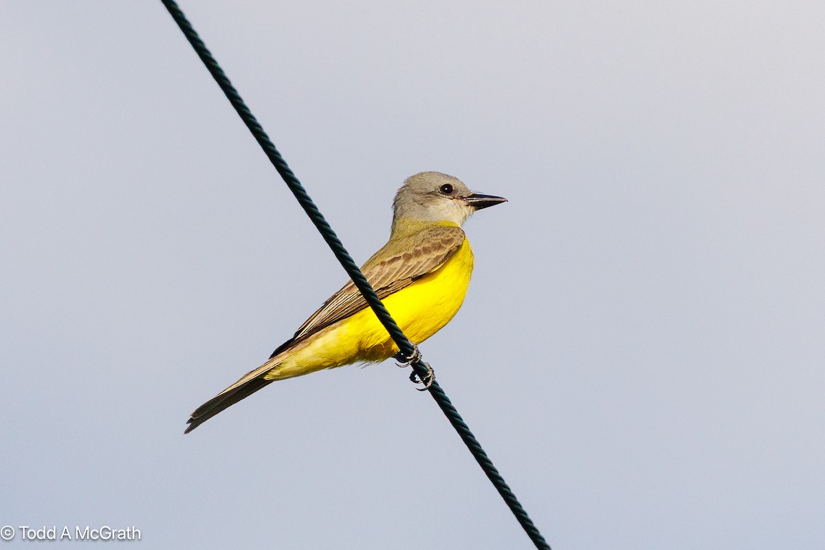 Couch's Kingbird - ML643844060