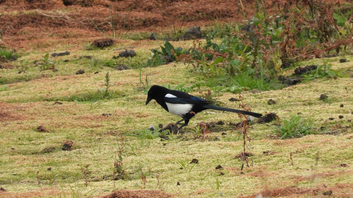 Eurasian Magpie - ML643844071