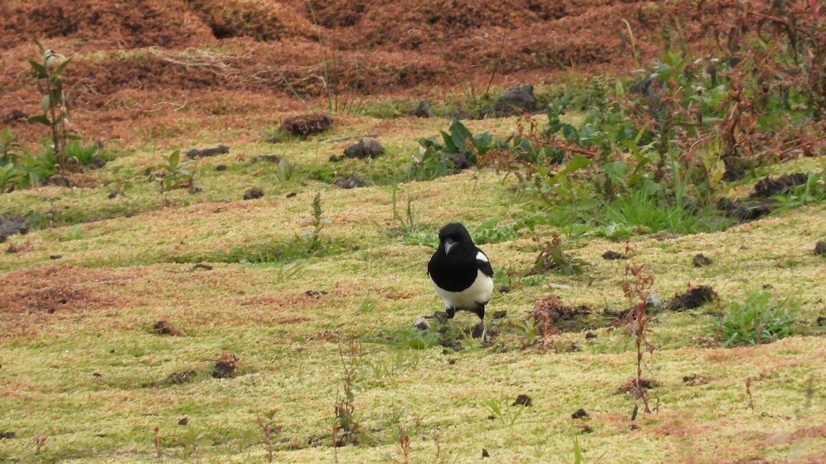 Eurasian Magpie - ML643844072