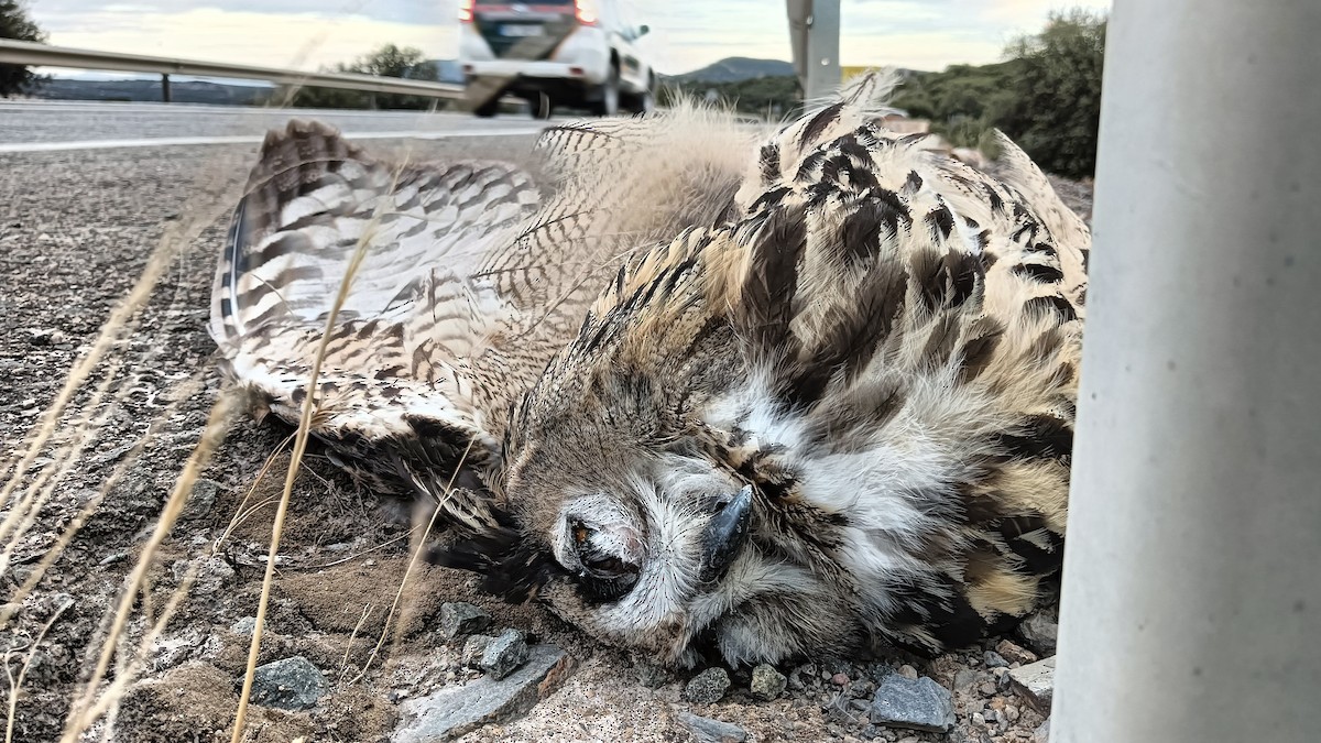 Eurasian Eagle-Owl - ML643844077