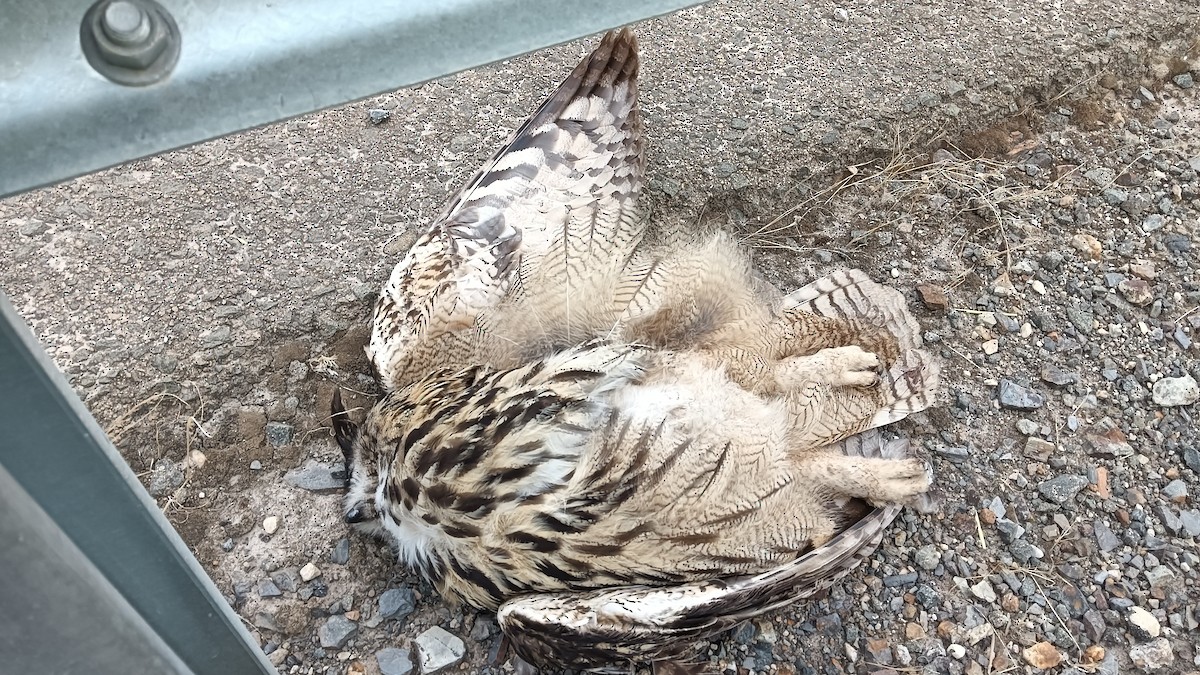 Eurasian Eagle-Owl - ML643844078