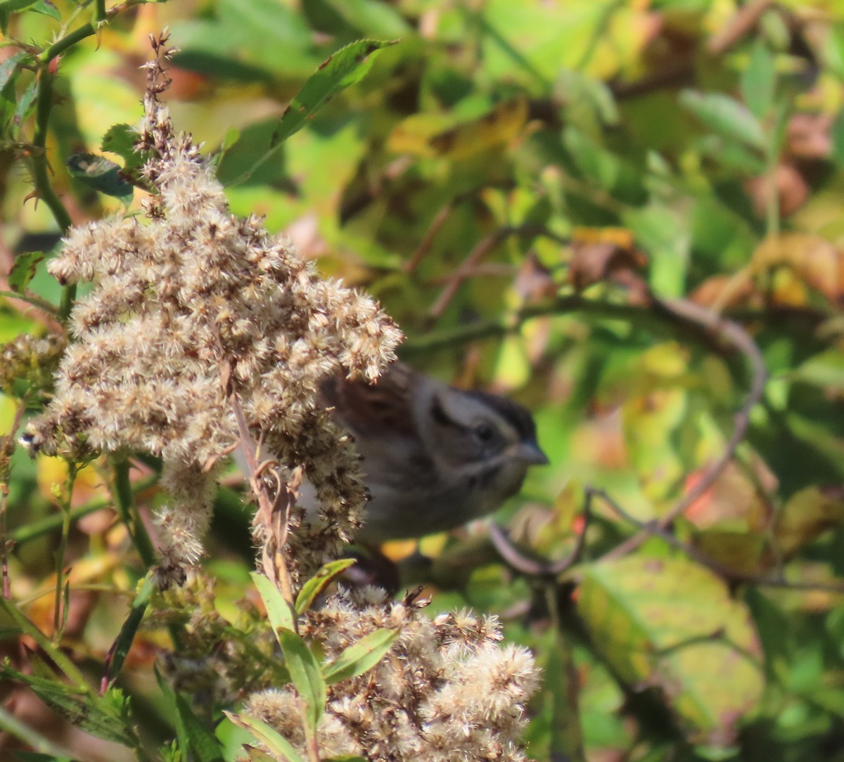 Swamp Sparrow - ML643844081