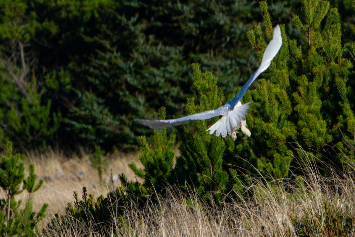 Harfang des neiges - ML643844087