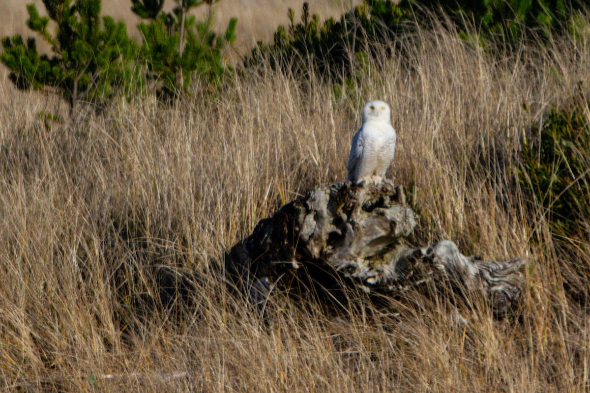 Harfang des neiges - ML643844089