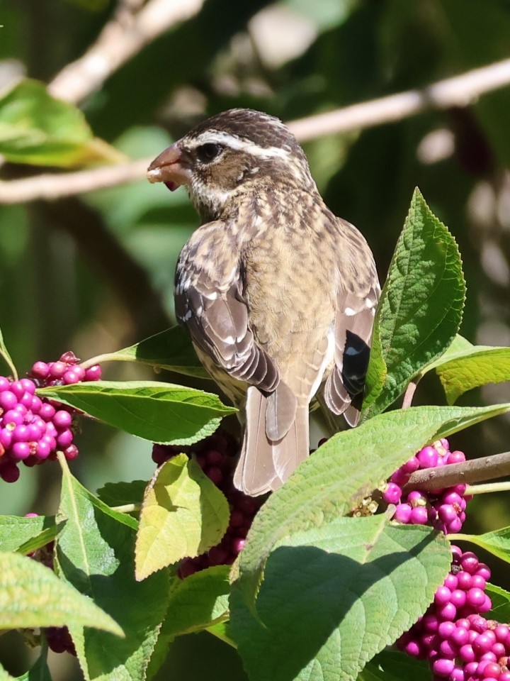 Rose-breasted Grosbeak - ML643844103