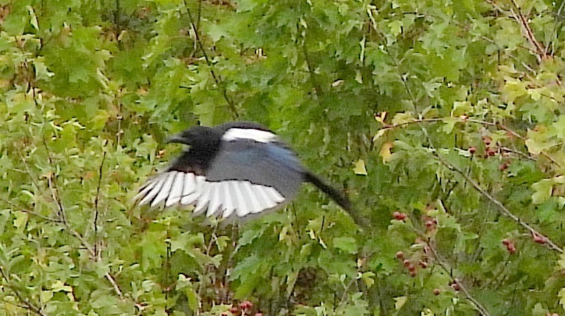Eurasian Magpie - ML643844111