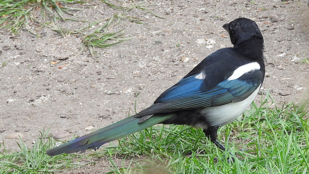 Eurasian Magpie - ML643844112