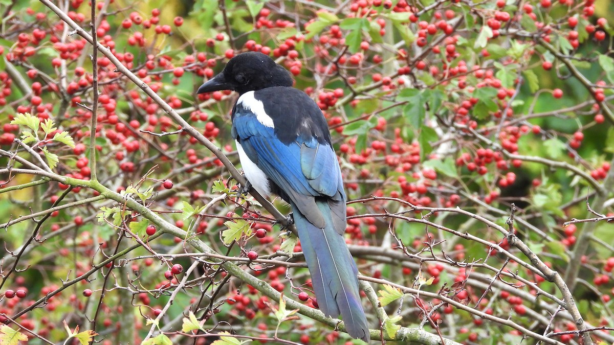 Eurasian Magpie - ML643844113