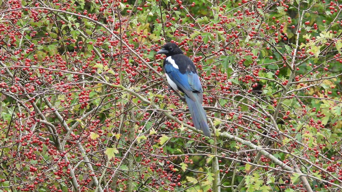 Eurasian Magpie - ML643844114