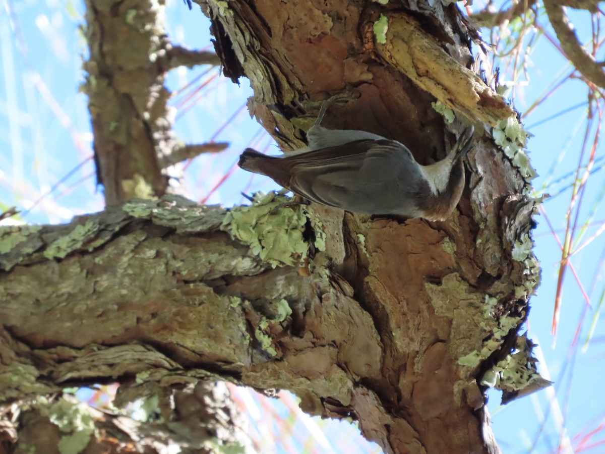 Brown-headed Nuthatch - ML643844119