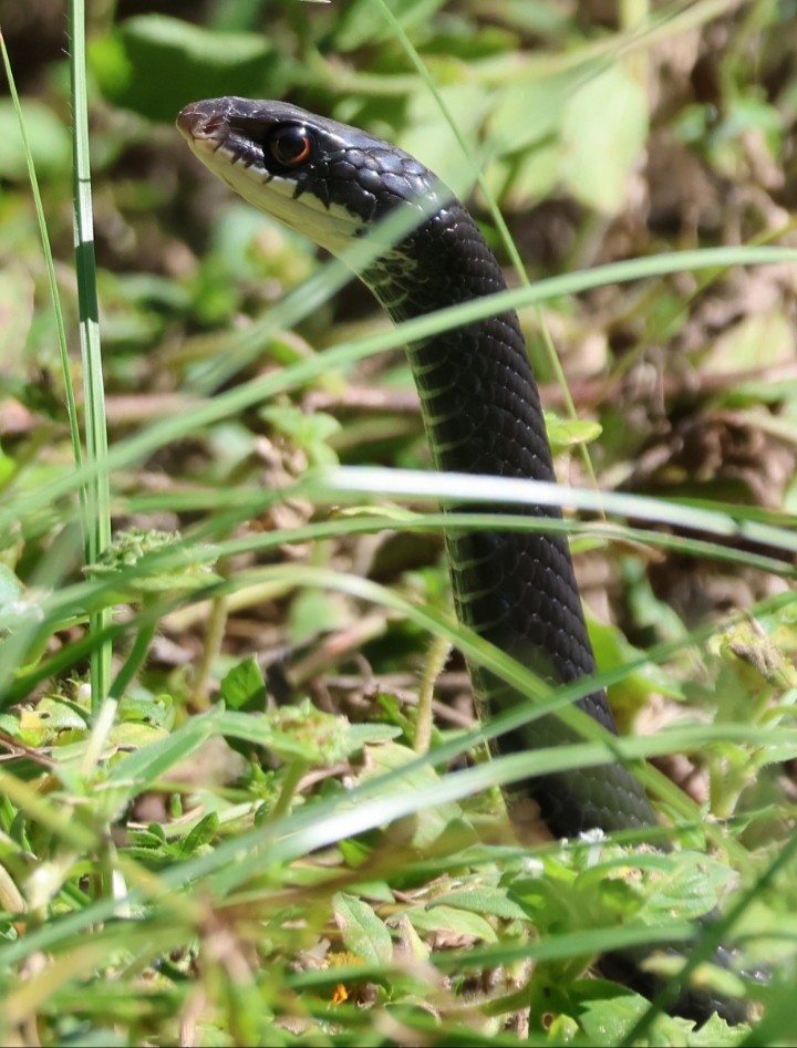 Southern Black Racer - ML643844125