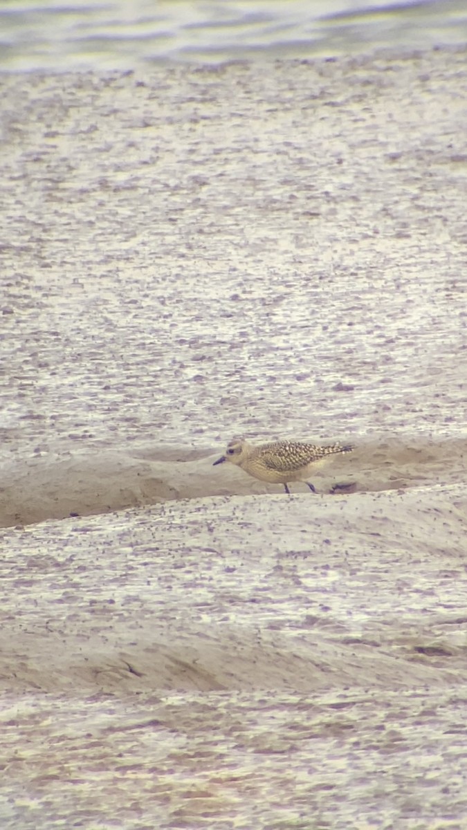 European Golden-Plover - ML643844128