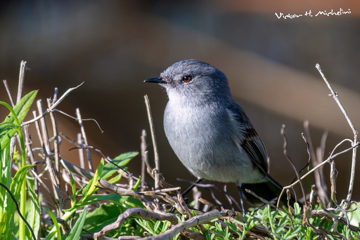 Sooty Tyrannulet - ML643844129