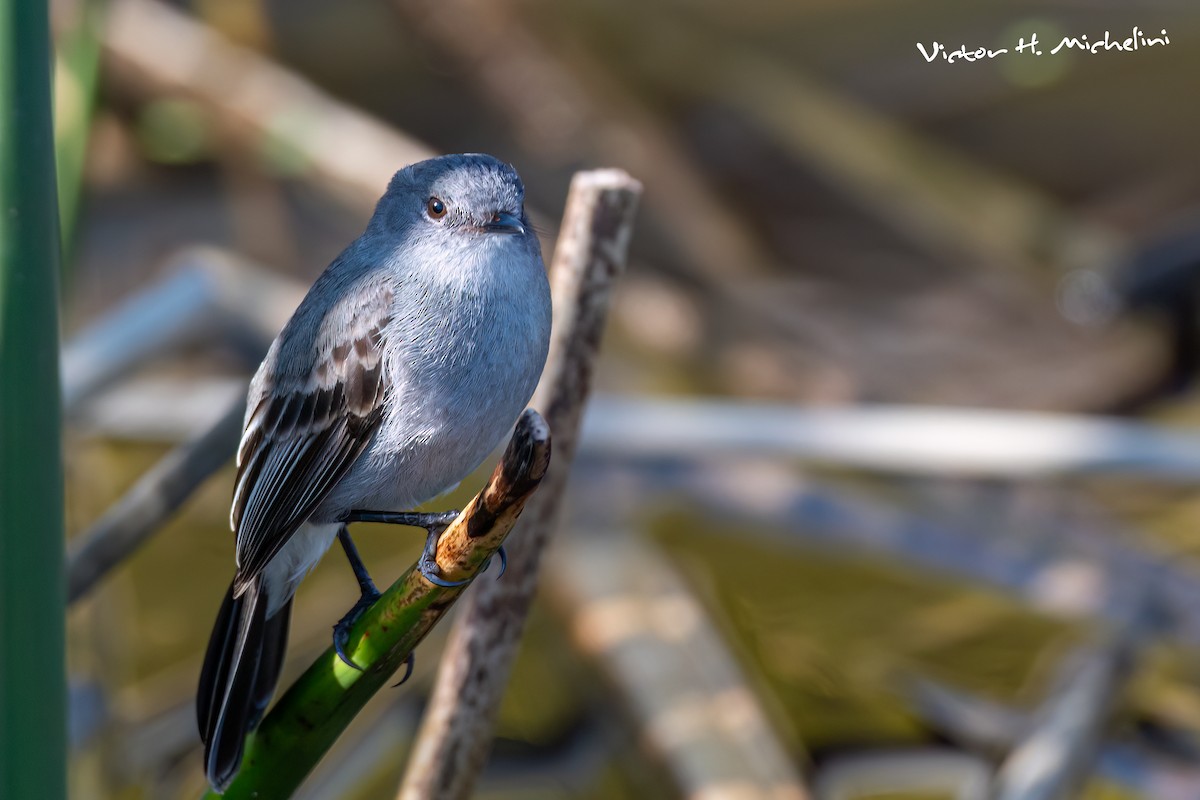 Sooty Tyrannulet - ML643844140