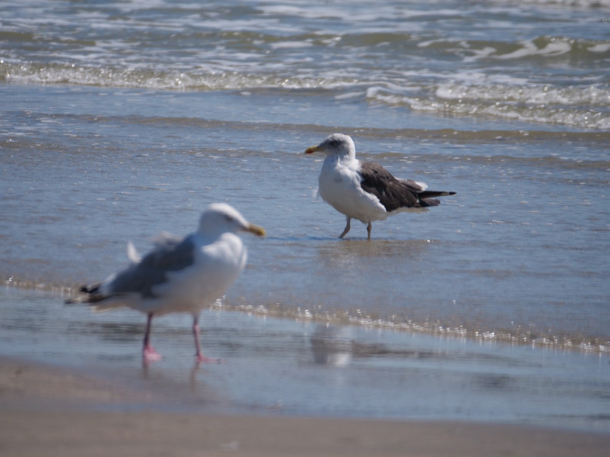 ニシセグロカモメ - ML643844142