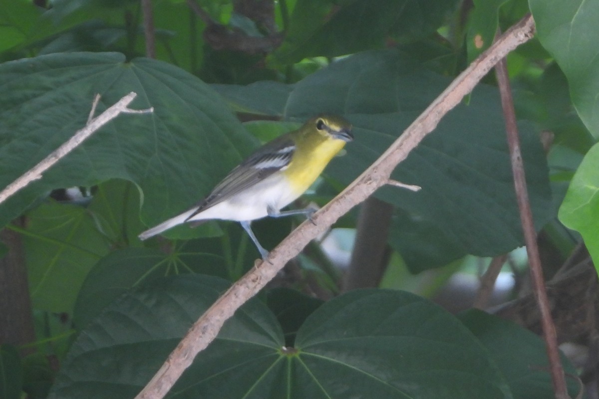 Yellow-throated Vireo - ML643844145