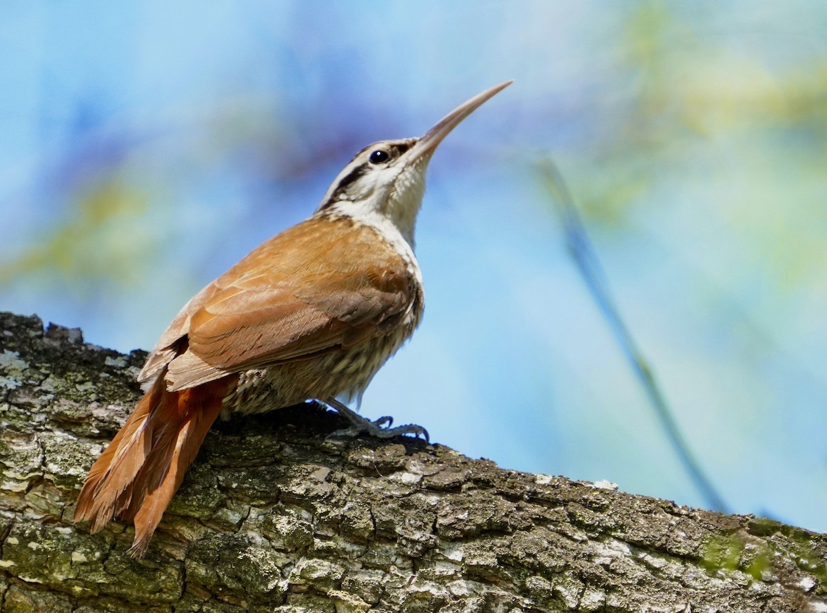 Narrow-billed Woodcreeper - ML643844162