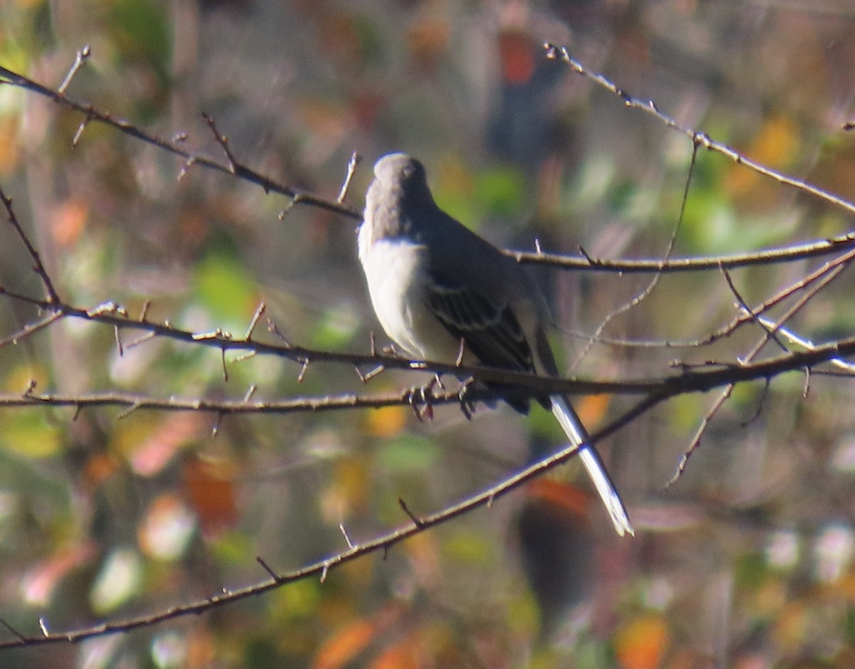 Northern Mockingbird - ML643844168