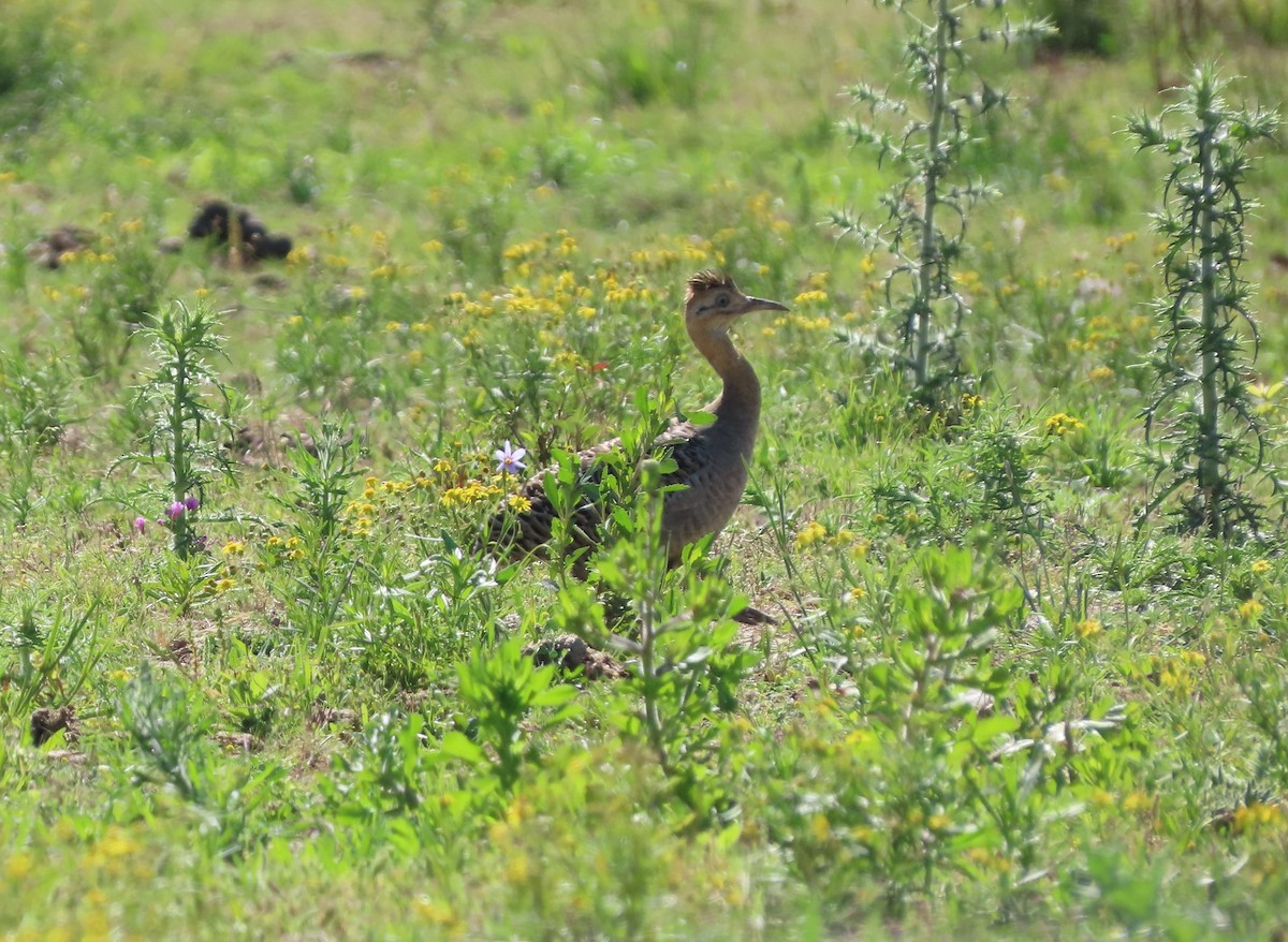 Red-winged Tinamou - ML643844178