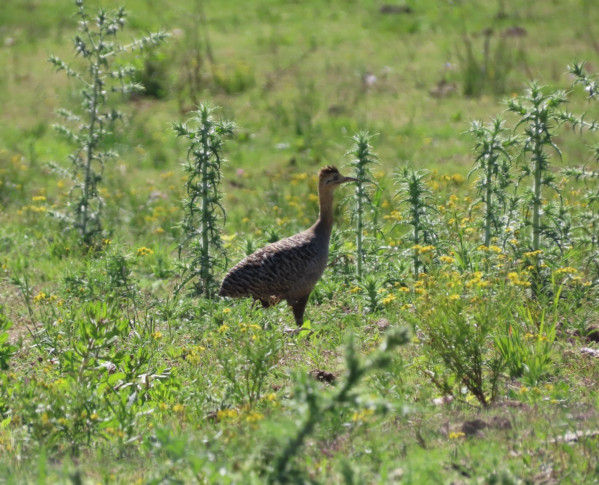 Red-winged Tinamou - ML643844204