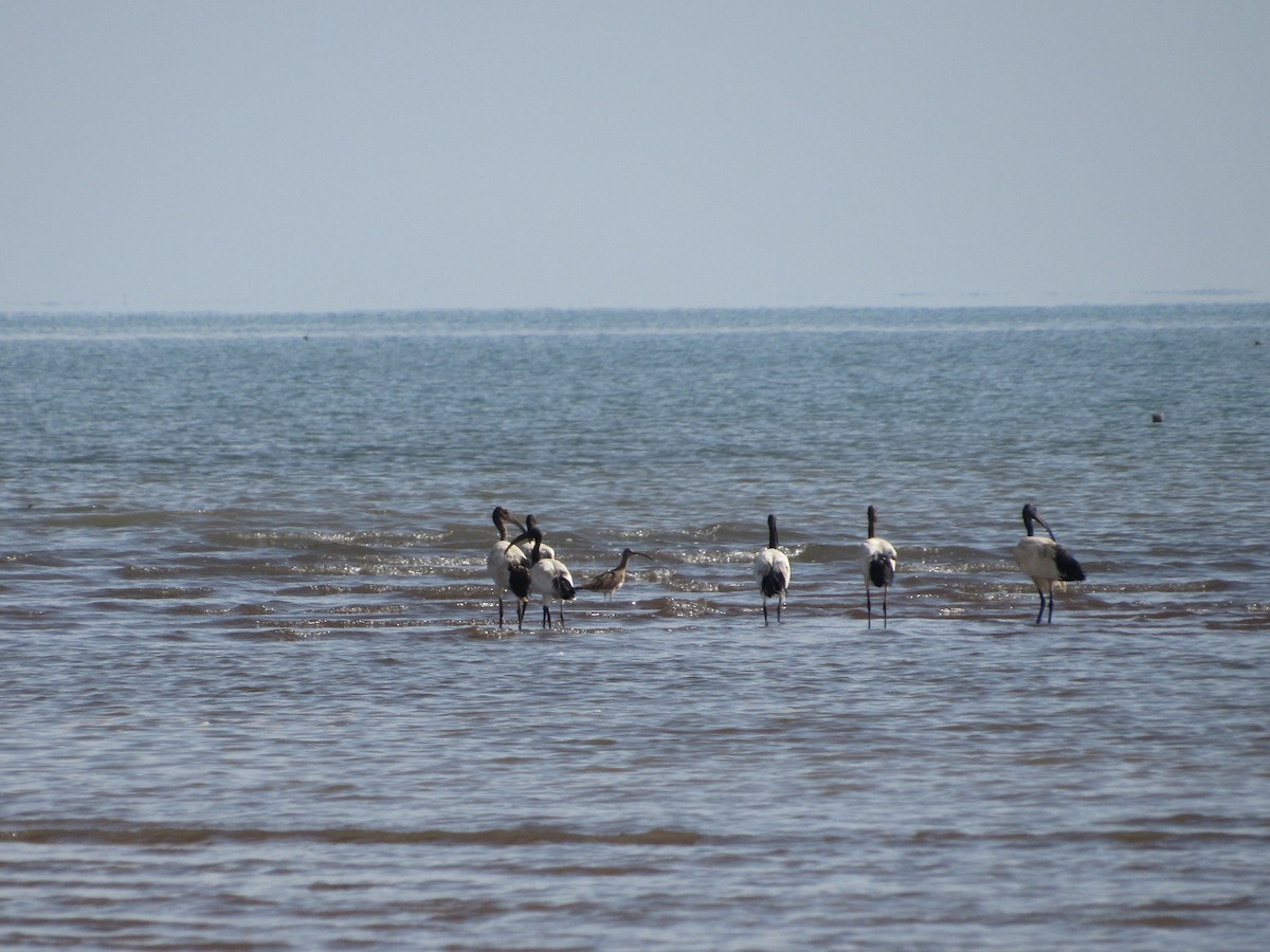 Kutsal Aynak - ML643844207