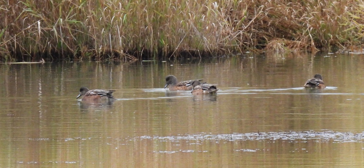 American Wigeon - ML643844213